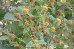 Mitragyna parvifolia